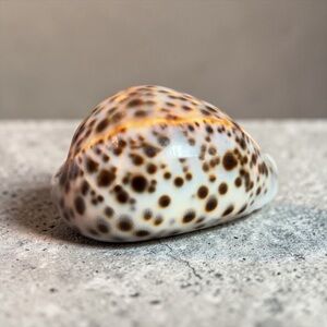 LARGE SPOTTED COWRIE SHELL